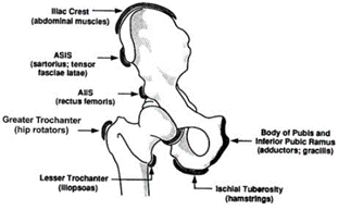 Figure-2-Location-of-avulsion-fractures.png