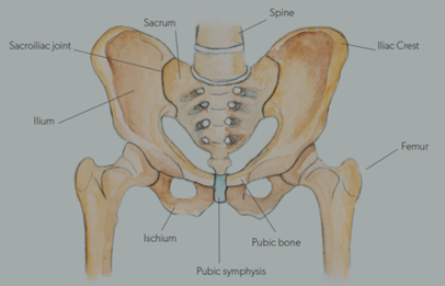 Figure-1-Anatomy-of-the-bony-pelvis.png